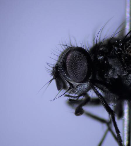 Réf. 315 891 : Meigenia dorsalis